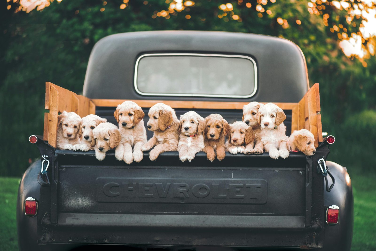 Charming puppies sitting in a vintage Chevrolet truck under a warm, sunset sky.